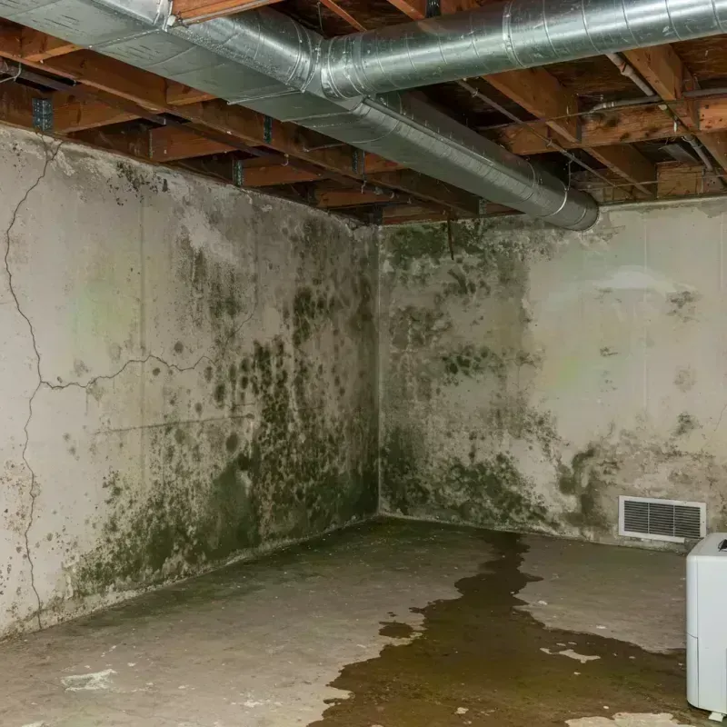 Professional Mold Removal in Claremore, OK